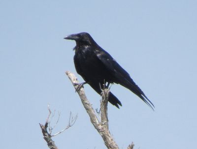 Chihuahuan Raven