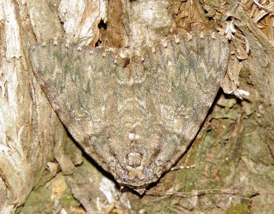 Umber Underwing