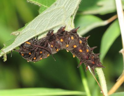 Pipevine Swallowtail Caterpillar