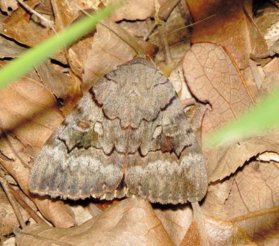 Consort Underwing