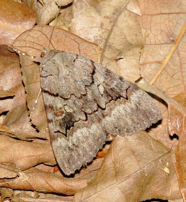 Cpnsort Underwing