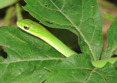 Rough Greensnake