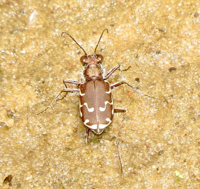 Bronzed Tiger Beetle