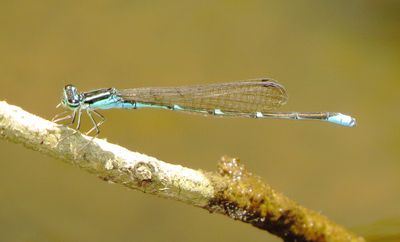Stream Bluet