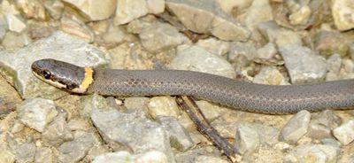 Prairie Ring-Necked Snake