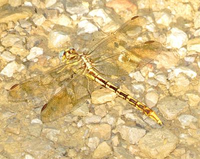 Sulphur-Tipped Clubtail