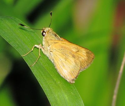 Grass Skipper Species