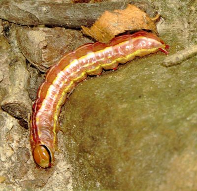 Variable Oakleaf Moth Caterpillar