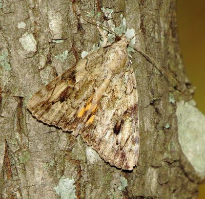 Little Nymph Underwing