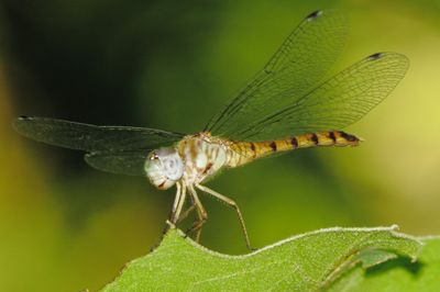 Blue-Faced Meadowhawk