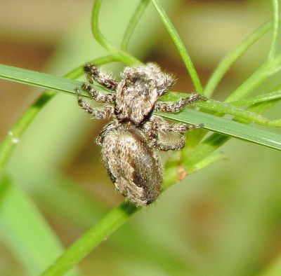 Tan Jumping Spider