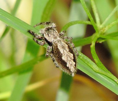 Tan Jumping Spider