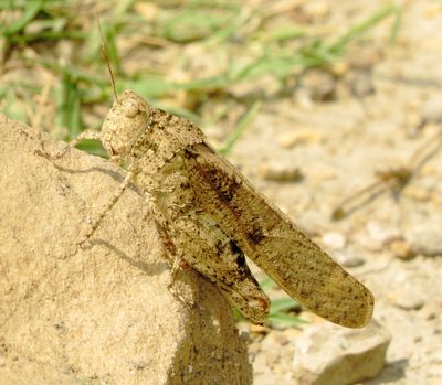 Carolina Grasshopper