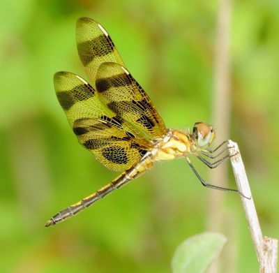 Halloween Pennant