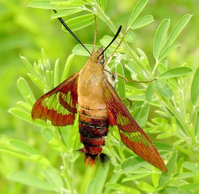 Hummingbird Clearwing