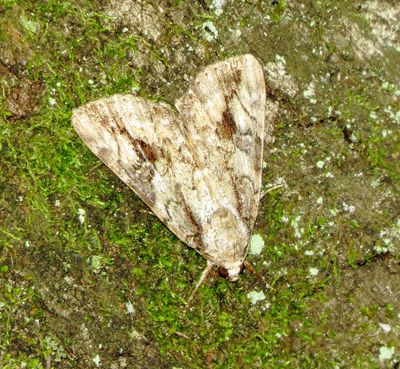 Little Nymph Underwing