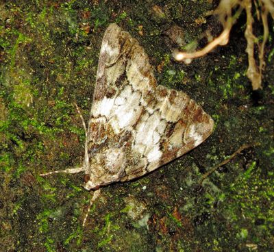Little Nymph Underwing