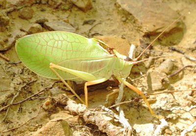 Common True Katydid
