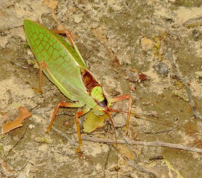 Common True Katydid