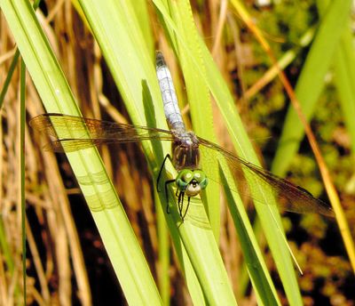 Blue Dasher