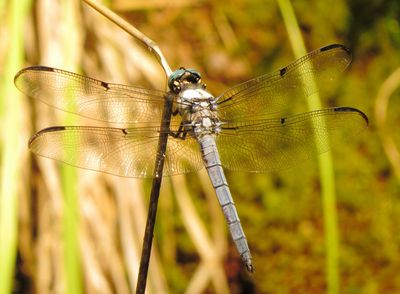 Great Blue Skimmer