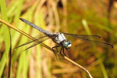 Great Blue Skimmer