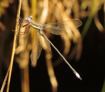 Great Spreadwing