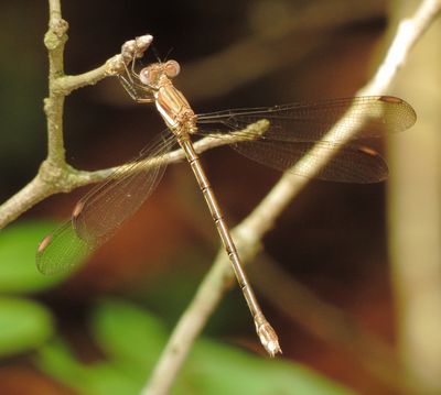 Great Spreadwing