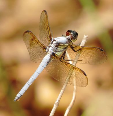 Yellow-Sided Skimmer