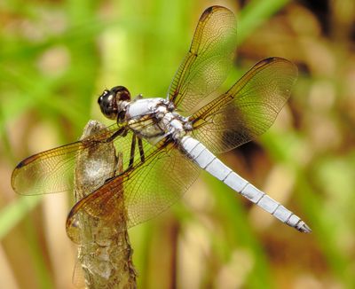 Yellow-Sided Skimmer