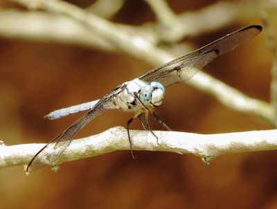 Great Blue Skimmer