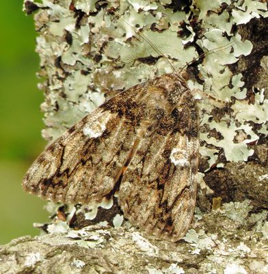 Ilia Underwing Moth