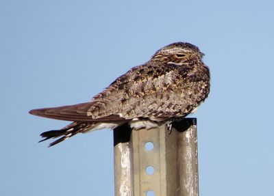 Common Nighthawk