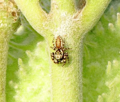 Peppered Jumping Spider