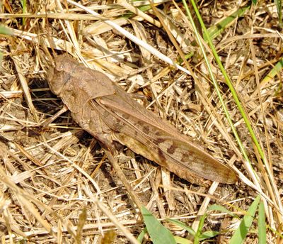 Orange-Winged Grasshopper