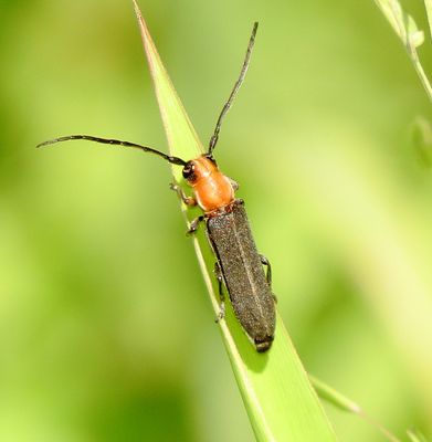 Dylobolus Rotundicollis