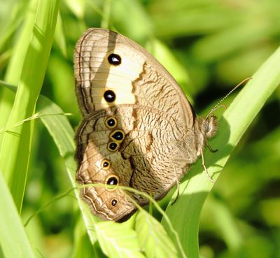 Common Wood Nymph