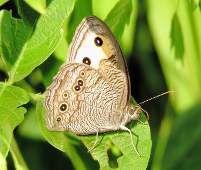 Common Wood Nymph