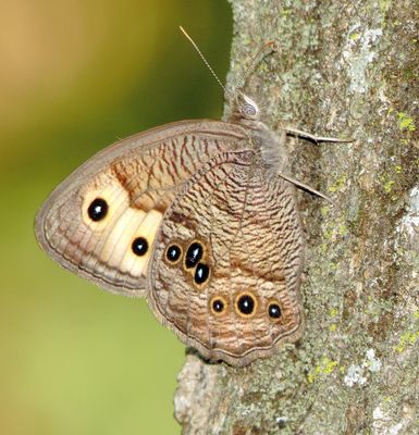 Common Wood Nymph