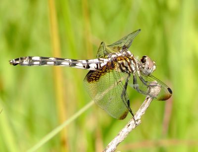 Checkered Setwing