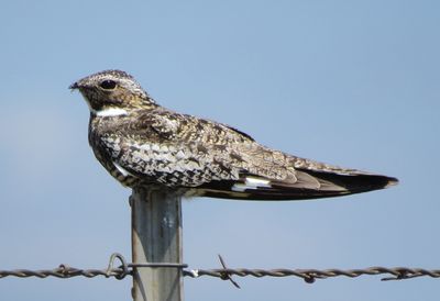 Common Nighthawk