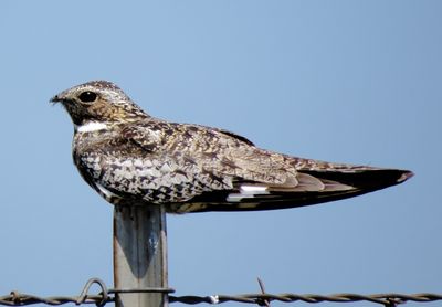 Common Nighthawk