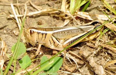Two-Striped Grasshopper