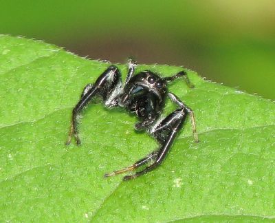Emerald Jumping Spider