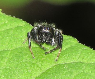 Emerald Jumping Spider