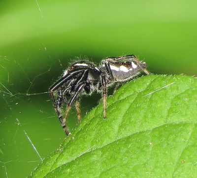 Emerald Jumping Spider
