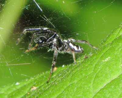 Emerald Jumping Spider