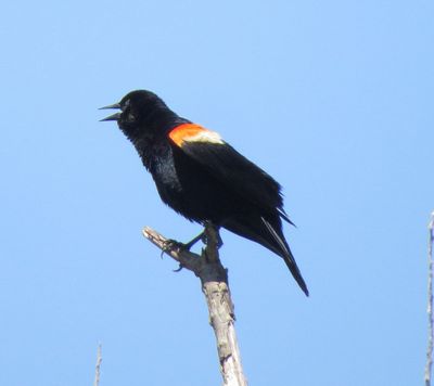 Red-Winged Blackbird