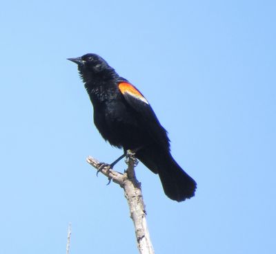 Red-Winged Blackbird