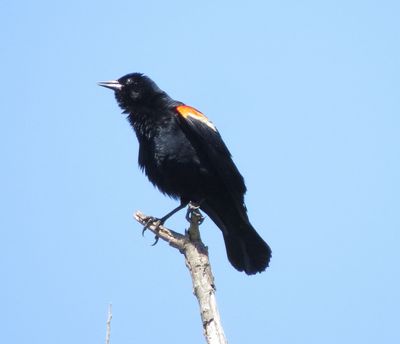 Red-Winged Blackbird